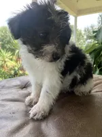 Toy Frankie, a male Schnoodle for sale in Aiken, SC – Photo 4 of 4
