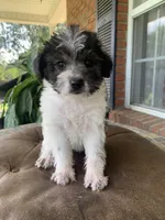 Toy Frankie, a male Schnoodle for sale in Aiken, SC – Photo 1 of 4