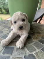 Toy Sofie, a female Schnoodle for sale in Aiken, SC – Photo 3 of 3