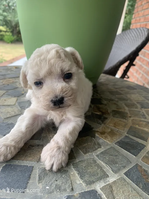 Toy Sofie, a female Schnoodle for sale in Aiken, SC – Photo 1 of 3