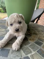 Toy Sofie, a female Schnoodle for sale in Aiken, SC – Photo 1 of 3