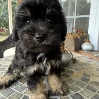Toy Buddy, a male Schnoodle for sale in Aiken, SC – Photo 2 of 5