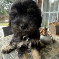 Toy Buddy, a male Schnoodle for sale in Aiken, SC – Photo 3 of 5
