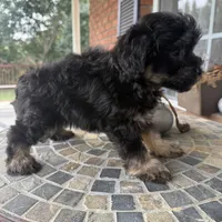 Toy Buddy, a male Schnoodle for sale in Aiken, SC – Photo 5 of 5