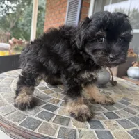 Toy Buddy, a male Schnoodle for sale in Aiken, SC – Photo 4 of 5