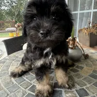 Toy Buddy, a male Schnoodle for sale in Aiken, SC – Photo 1 of 5