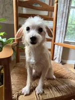 Toy Oliver, a male Schnoodle for sale in Aiken, SC – Photo 3 of 4