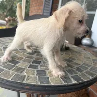 Toy Corky, a male Schnoodle for sale in Aiken, SC – Photo 2 of 6