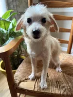 Toy Oliver, a male Schnoodle for sale in Aiken, SC – Photo 2 of 4