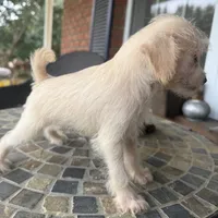 Toy Corky, a male Schnoodle for sale in Aiken, SC – Photo 6 of 6