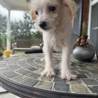 Toy Corky, a male Schnoodle for sale in Aiken, SC – Photo 5 of 6