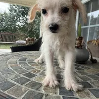 Toy Corky, a male Schnoodle for sale in Aiken, SC – Photo 1 of 6