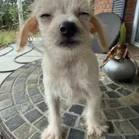 Toy Corky, a male Schnoodle for sale in Aiken, SC – Photo 4 of 6