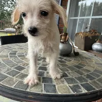 Toy Corky, a male Schnoodle for sale in Aiken, SC – Photo 3 of 6