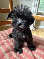 Toy Jenny, a female Schnoodle for sale in Aiken, SC – Photo 2 of 4