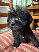Toy Jenny, a female Schnoodle for sale in Aiken, SC – Photo 4 of 4