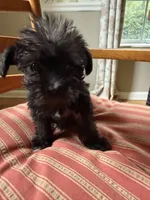 Toy Jenny, a female Schnoodle for sale in Aiken, SC – Photo 3 of 4