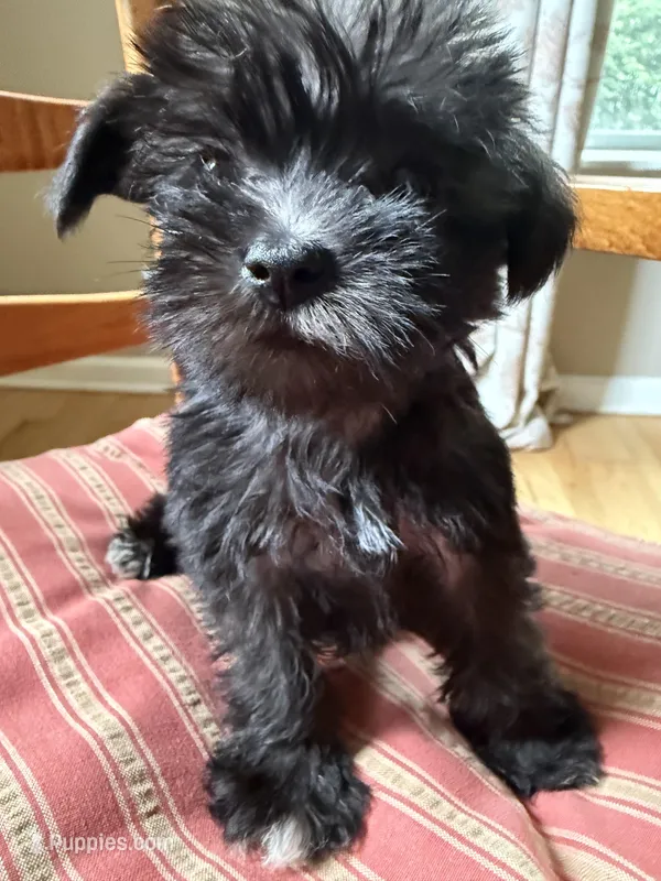 Toy Jenny – Schnoodle puppy for sale in Aiken, SC