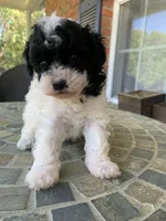 Toy Juliet, a female Poodle - Toy  for sale in Aiken, SC – Photo 4 of 10