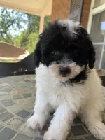 Toy Juliet, a female Poodle - Toy  for sale in Aiken, SC – Photo 8 of 10