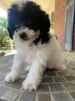 Toy Juliet, a female Poodle - Toy  for sale in Aiken, SC – Photo 1 of 10