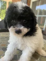 Toy Juliet, a female Poodle - Toy  for sale in Aiken, SC – Photo 7 of 10