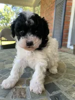 Toy Juliet, a female Poodle - Toy  for sale in Aiken, SC – Photo 3 of 10