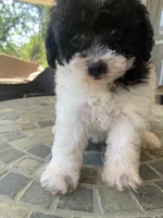 Toy Juliet, a female Poodle - Toy  for sale in Aiken, SC – Photo 9 of 10