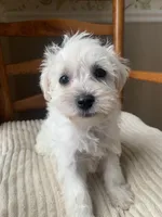Toy Susie, a female Schnoodle for sale in Aiken, SC – Photo 4 of 7