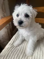 Toy Susie, a female Schnoodle for sale in Aiken, SC – Photo 2 of 7