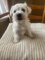 Toy Susie, a female Schnoodle for sale in Aiken, SC – Photo 5 of 7