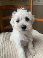Toy Susie, a female Schnoodle for sale in Aiken, SC – Photo 3 of 7