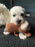 Toy Susie, a female Schnoodle for sale in Aiken, SC – Photo 6 of 7