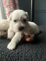 Toy Susie, a female Schnoodle for sale in Aiken, SC – Photo 7 of 7