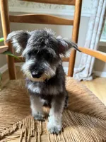 Toy Scout, a male Schnoodle for sale in Aiken, SC – 3 of 3