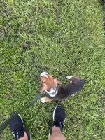 Scout, a male German Shepherd Dog and American Pit Bull Terrier for sale in Jacksonville, FL – 4 of 4