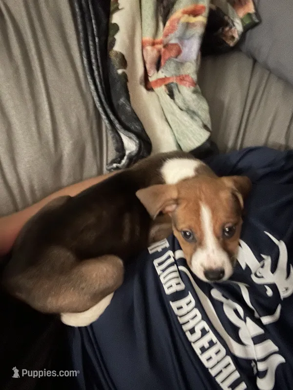 Scout – German Shepherd Dog, American Pit Bull Terrier puppy for sale in Jacksonville, FL