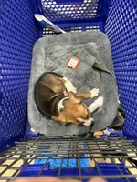 Scout, a male German Shepherd Dog and American Pit Bull Terrier for sale in Jacksonville, FL – 3 of 4
