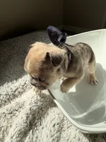 Romeo, a male French Bulldog for sale in San Tan Valley, AZ – 3 of 5