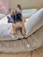 Luna, a female French Bulldog for sale in San Tan Valley, AZ – 4 of 4