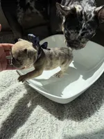 Romeo, a male French Bulldog for sale in San Tan Valley, AZ – 4 of 5