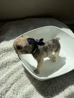 Romeo, a male French Bulldog for sale in San Tan Valley, AZ – 5 of 5