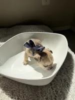 Romeo, a male French Bulldog for sale in San Tan Valley, AZ – 2 of 5