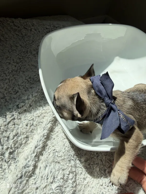 Luna – French Bulldog puppy for sale in San Tan Valley, AZ