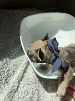 Luna, a female French Bulldog for sale in San Tan Valley, AZ – 1 of 4