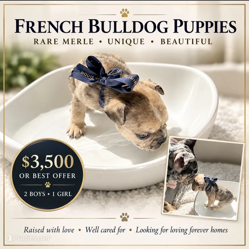 Romeo – French Bulldog puppy for sale in San Tan Valley, AZ