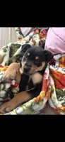 Mylo, a male Chihuahua and Miniature Pinscher for sale in Villa Park, IL – Photo 2 of 3