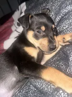 Mylo, a male Chihuahua and Miniature Pinscher for sale in Villa Park, IL – Photo 1 of 3