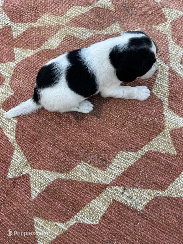 Nadia – English Springer Spaniel puppy for sale in Freehold, NJ