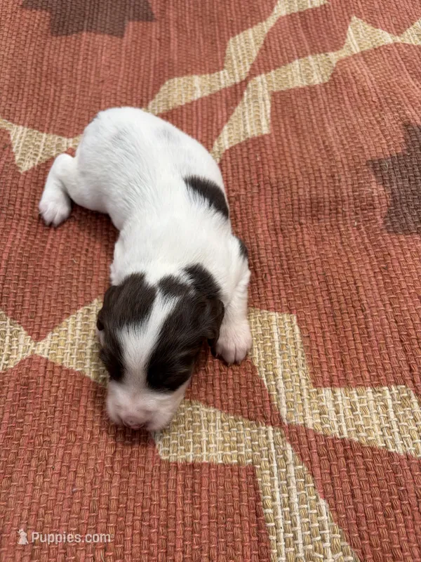 Niko – English Springer Spaniel puppy for sale in Freehold, NJ